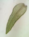 Bryoerythrophyllum ferruginascens (Stirt.) Giacom.
