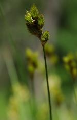 Carex scoparia Schk. ex Willd.
