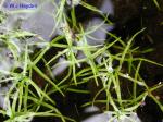 Callitriche heterophylla Pursh ssp. heterophylla