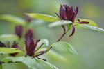 Calycanthus floridus L.