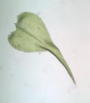 Campyliadelphus chrysophyllus (Brid.) Kanda