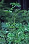 Cannabis sativa L.