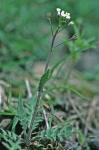Capsella bursa-pastoris (Linnaeus) Medicus
