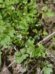 Cardamine occulta Hornem.