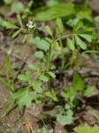 Cardamine occulta Hornem.