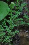 Cardamine pensylvanica Muhlenberg ex Willdenow