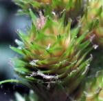 Carex alata Torrey