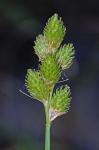Carex alata Torrey