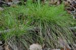 Carex albicans Willd. ex Sprengel var. emmonsii (Dewey ex Torr.) Rettig