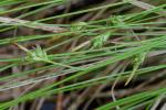 Carex albicans Willd. ex Sprengel var. emmonsii (Dewey ex Torr.) Rettig