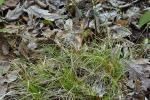 Carex albicans Willd. ex Sprengel var. australis (Bailey) Rettig