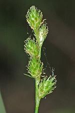 Carex albolutescens Schweinitz