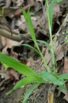 Carex albursina Sheldon
