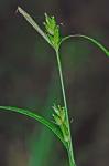 Carex amphibola Steudel