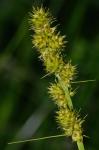 Carex annectens (Bickn.) Bickn.