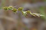 Carex arenaria L.