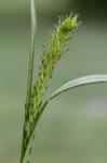 Carex atherodes Sprengel