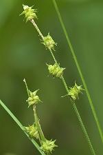 Carex atlantica Bailey