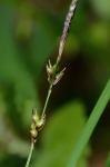 Carex austrolucorum (Rettig) D.P. Poind. & Naczi