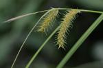 Carex baileyi Britton