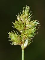 Carex bebbii Olney ex Fern.