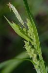 Carex blanda Dewey