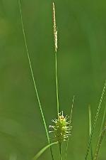Carex bullata Schk. ex Willd. var. greenei (Boeckeler) Fernald