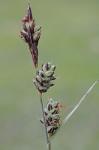 Carex buxbaumii Wahlenb.