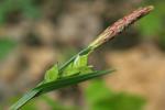 Carex careyana Torrey ex Dewey