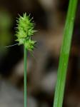 Carex cephalophora Muhl. ex Willd.