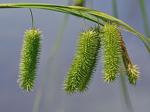 Carex comosa Boott