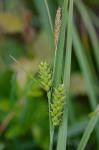 Carex conoidea Willd.