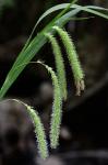 Carex crinita Lam.