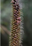 Carex crinita Lam.
