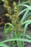 Carex crus-corvi Shuttw.