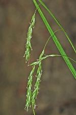 Carex debilis Michaux var. debilis
