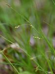 Carex digitalis Willd. var. macropoda Fernald