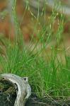 Carex eburnea Boott