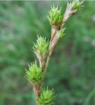 Carex festucacea Schk. ex Willd.