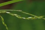 Carex flexuosa Muhl. ex Willd.