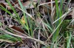 Carex floridana Schw.