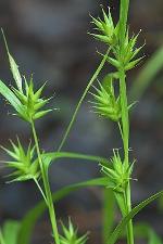 Carex folliculata L.