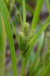 Carex frankii Kunth