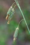Carex glaucescens Elliott