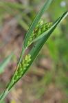 Carex glaucodea Tuckerman ex Olney