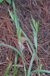 Carex glaucodea Tuckerman ex Olney