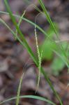 Carex gracillima Schw.
