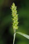 Carex granularis Muhl. ex Willd.