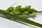 Carex grisea Wahlenb.
