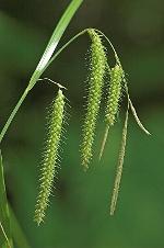 Carex gynandra Schweinitz